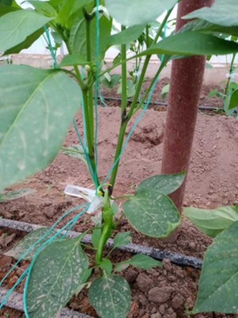 吊秧夹绑秧夹吊蔓夹绑蔓夹大棚蔬菜黄瓜西红柿辣椒夹熟料加厚