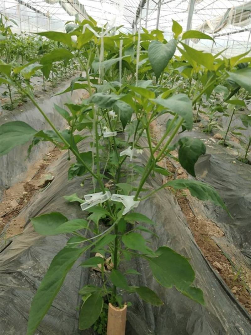 吊秧夹绑秧夹吊蔓夹绑蔓夹大棚蔬菜黄瓜西红柿辣椒夹熟料加厚
