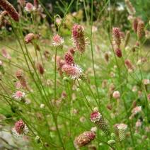 地榆种子东北山野菜根种子中草药种子盆栽庭院花卉