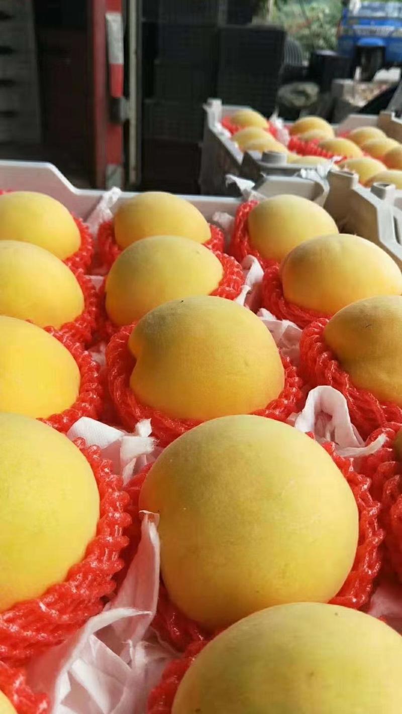离核黄桃甜黄金大量上市了新鲜采摘货源充足价格便宜