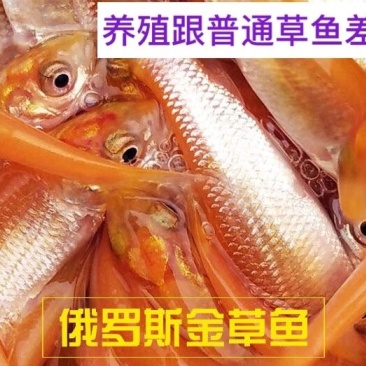 优质俄罗斯金丝草鱼苗活体包邮金丝鲩鱼苗金色草鱼红草鱼淡水
