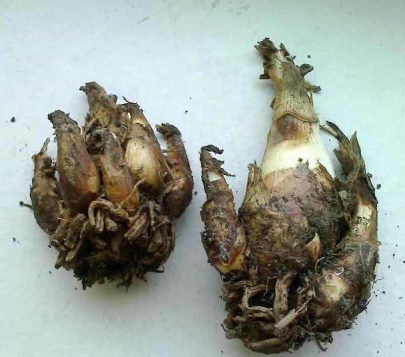 晚香玉种球多年生盆栽地栽球根四季芳香花卉植物