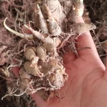 晚香玉种球多年生盆栽地栽球根四季芳香花卉植物