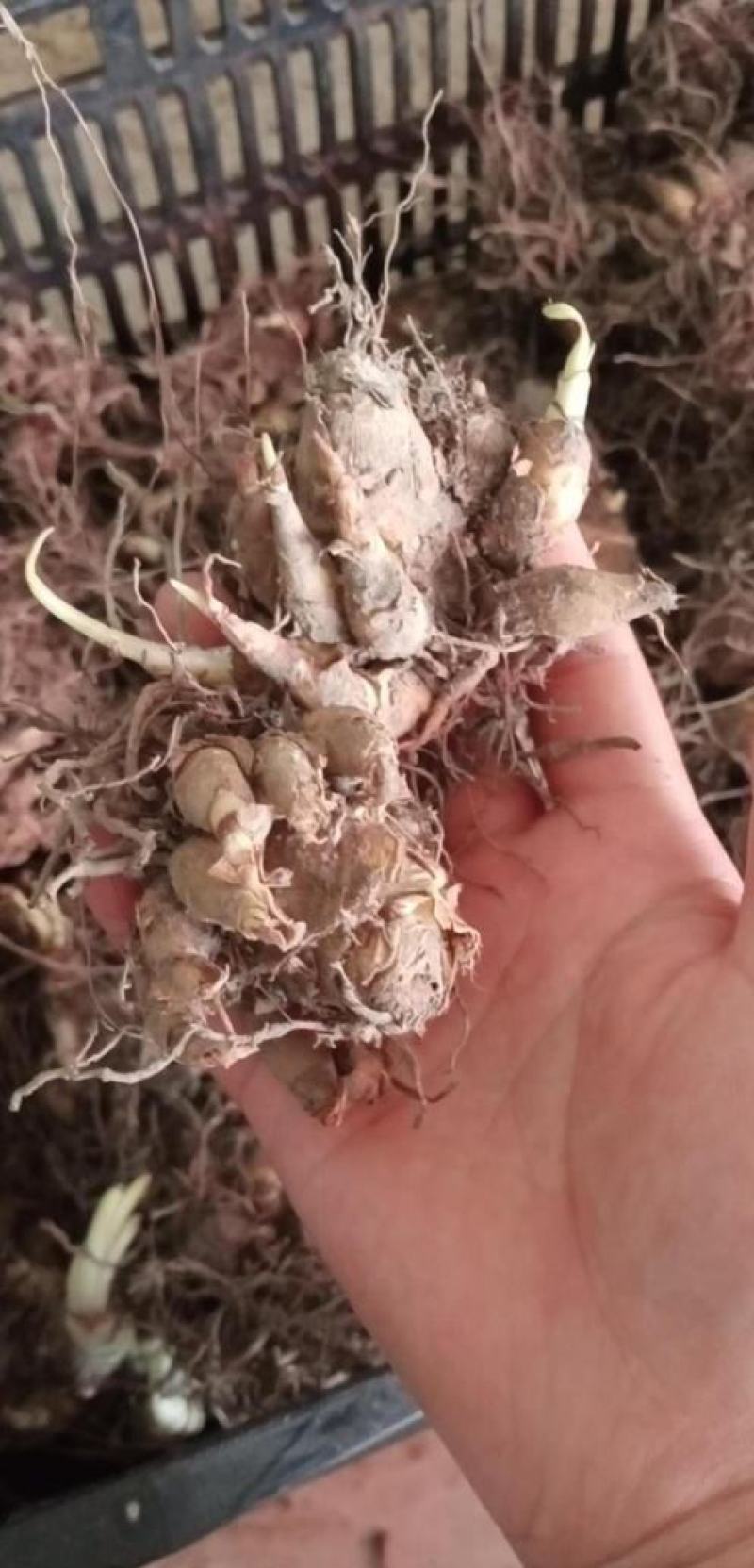 晚香玉种球多年生盆栽地栽球根四季芳香花卉植物