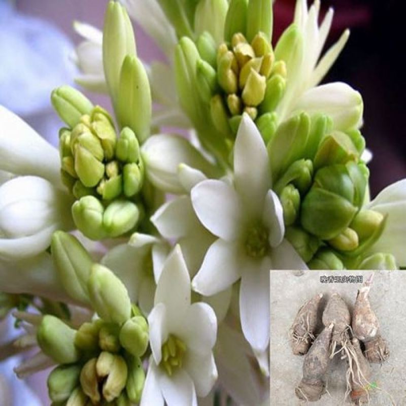晚香玉种球多年生盆栽地栽球根四季芳香花卉植物