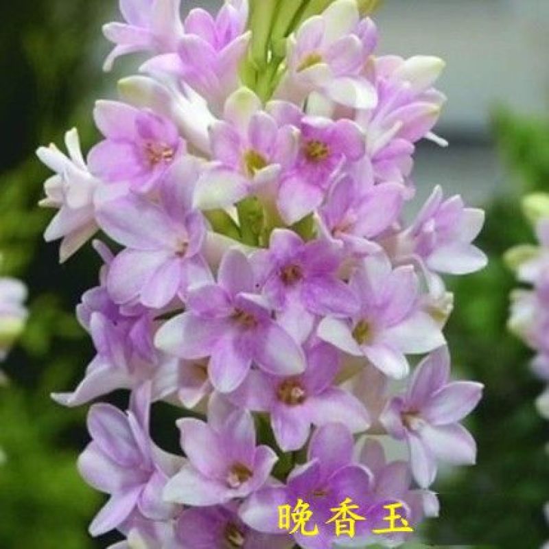 晚香玉种球多年生盆栽地栽球根四季芳香花卉植物