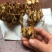 晚香玉种球多年生盆栽地栽球根四季芳香花卉植物