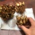 晚香玉种球多年生盆栽地栽球根四季芳香花卉植物