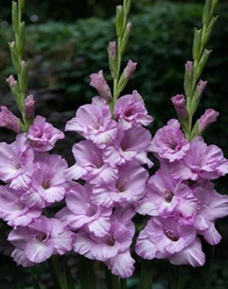 剑兰种球进口唐菖蒲种球花球大球带芽多年生球根花卉种子种苗