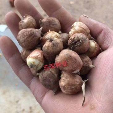 剑兰种球进口唐菖蒲种球花球大球带芽多年生球根花卉种子种苗