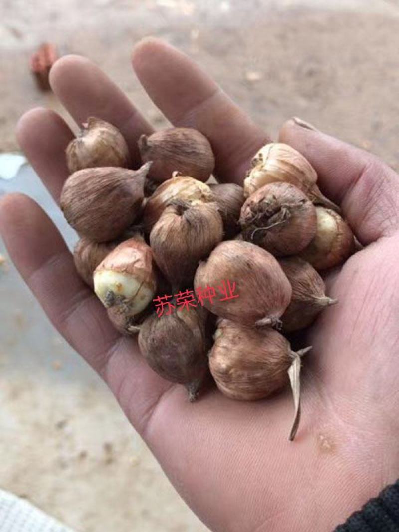 剑兰种球进口唐菖蒲种球花球大球带芽多年生球根花卉种子种苗