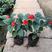 一串红盆栽串串红花苗室外庭院花卉绿化工程地栽苗带花