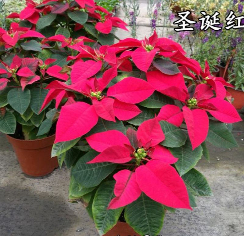 一品红盆栽四季好养客厅阳台办公室观赏植物中国红花卉美观