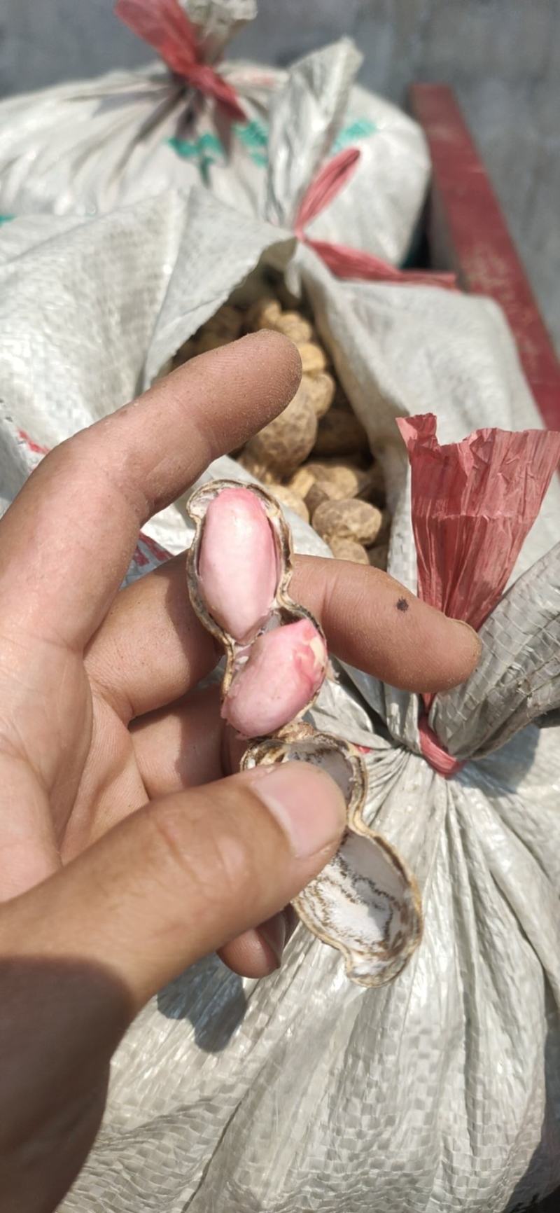 鲜花生，饱满度好，沙土地，大量上市