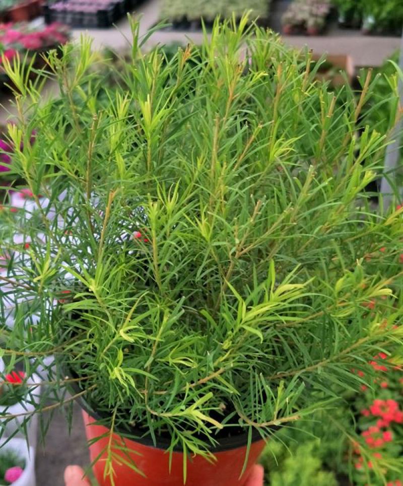 迷迭香盆栽新鲜可食用香草植物西餐糕点烘焙牛排用芳香绿植