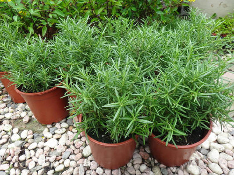 迷迭香盆栽新鲜可食用香草植物西餐糕点烘焙牛排用芳香绿植