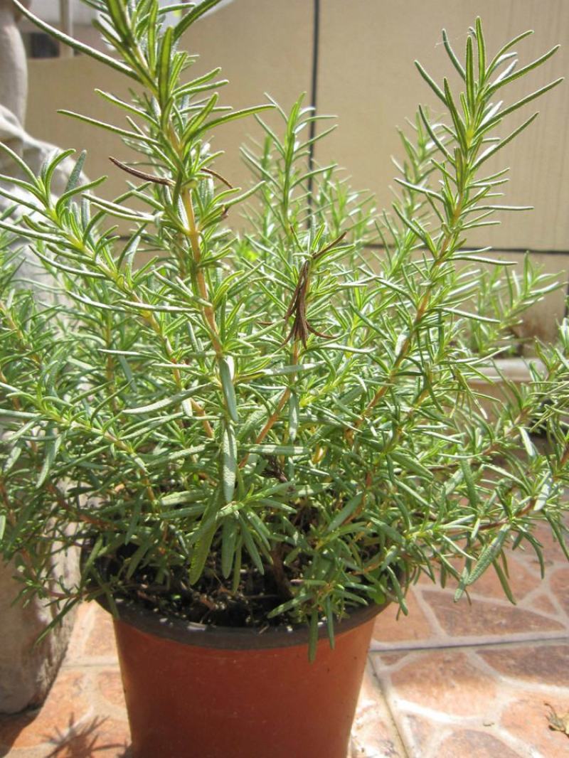 迷迭香盆栽新鲜可食用香草植物西餐糕点烘焙牛排用芳香绿植