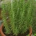 迷迭香盆栽新鲜可食用香草植物西餐糕点烘焙牛排用芳香绿植