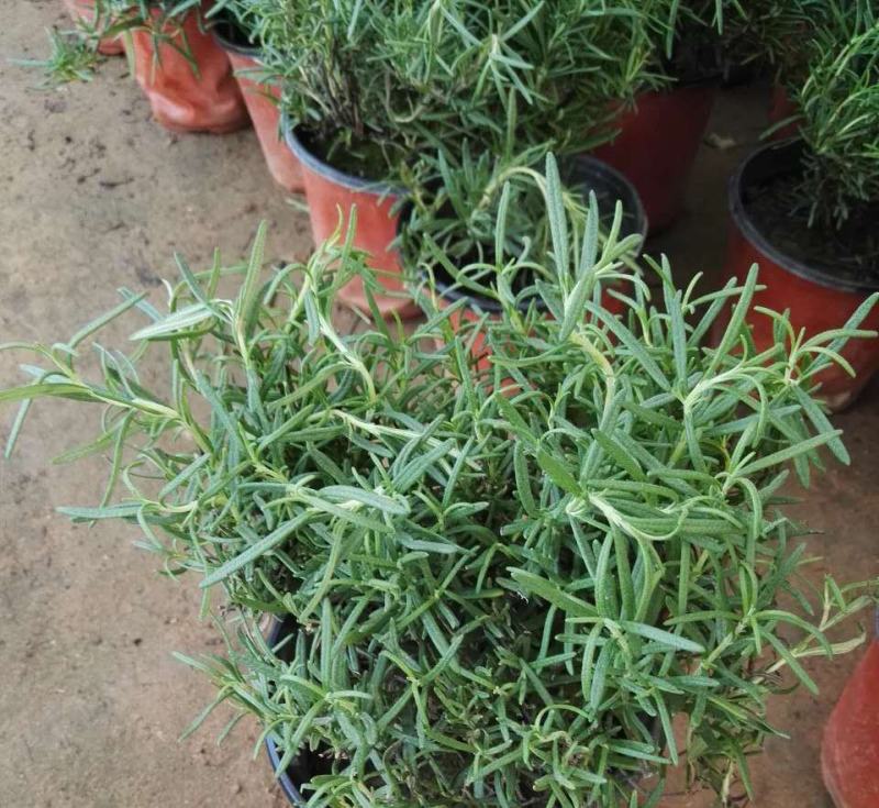 迷迭香盆栽新鲜可食用香草植物西餐糕点烘焙牛排用芳香绿植