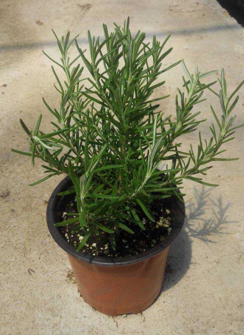 迷迭香盆栽新鲜可食用香草植物西餐糕点烘焙牛排用芳香绿植