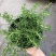 迷迭香盆栽新鲜可食用香草植物西餐糕点烘焙牛排用芳香绿植