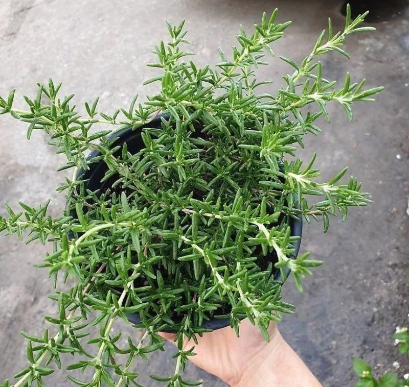 迷迭香盆栽新鲜可食用香草植物西餐糕点烘焙牛排用芳香绿植