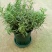 迷迭香盆栽新鲜可食用香草植物西餐糕点烘焙牛排用芳香绿植
