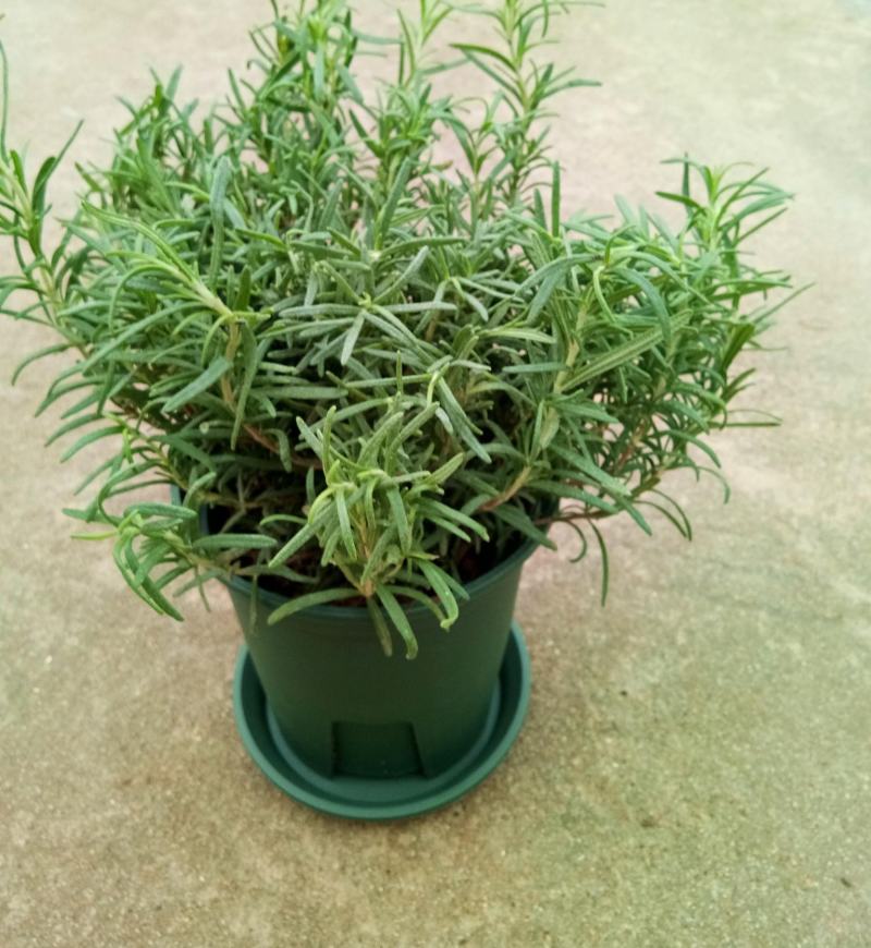 迷迭香盆栽新鲜可食用香草植物西餐糕点烘焙牛排用芳香绿植