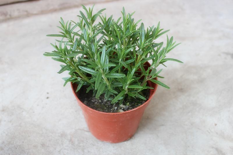 迷迭香盆栽新鲜可食用香草植物西餐糕点烘焙牛排用芳香绿植