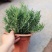 迷迭香盆栽新鲜可食用香草植物西餐糕点烘焙牛排用芳香绿植