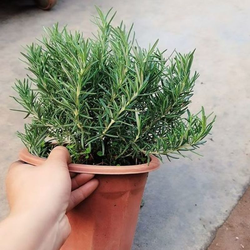 迷迭香盆栽新鲜可食用香草植物西餐糕点烘焙牛排用芳香绿植