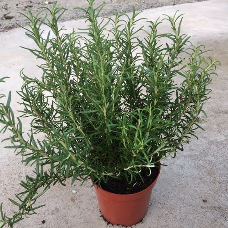 迷迭香盆栽新鲜可食用香草植物西餐糕点烘焙牛排用芳香绿植