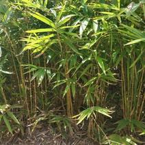 大型毛竹种子青竹苗籽楠竹刚竹种子四季竹子雷竹食用