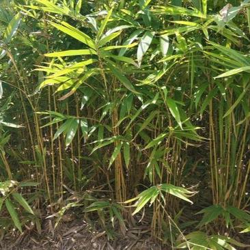 大型毛竹种子青竹苗籽楠竹刚竹种子四季竹子雷竹食用