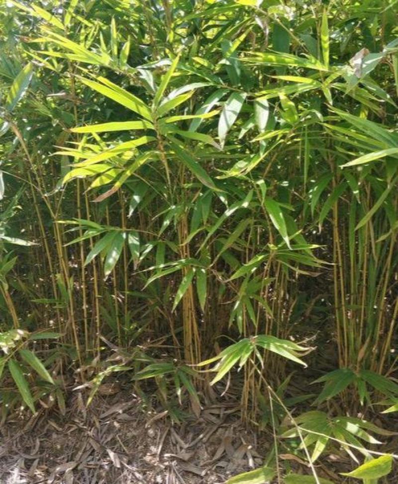 大型毛竹种子青竹苗籽楠竹刚竹种子四季竹子雷竹食用
