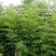 大型毛竹种子青竹苗籽楠竹刚竹种子四季竹子雷竹食用