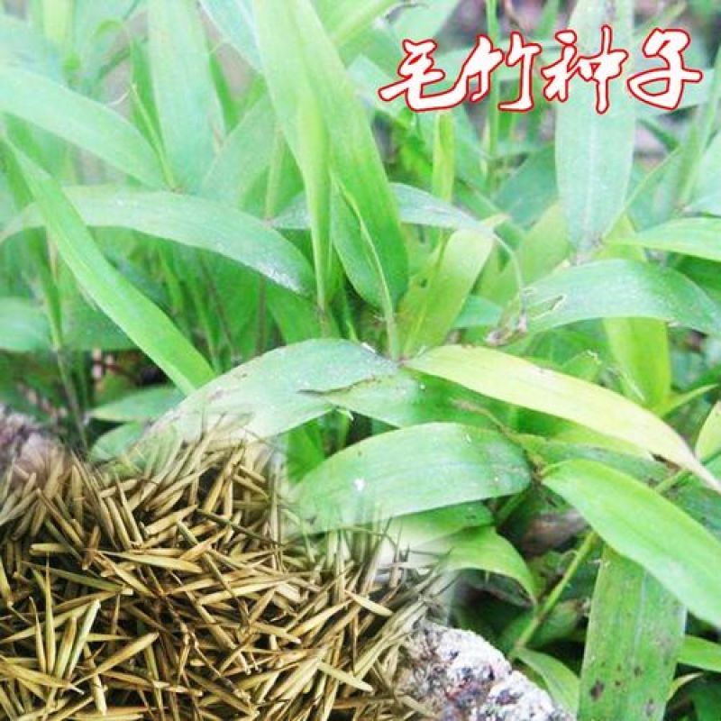 大型毛竹种子青竹苗籽楠竹刚竹种子四季竹子雷竹食用