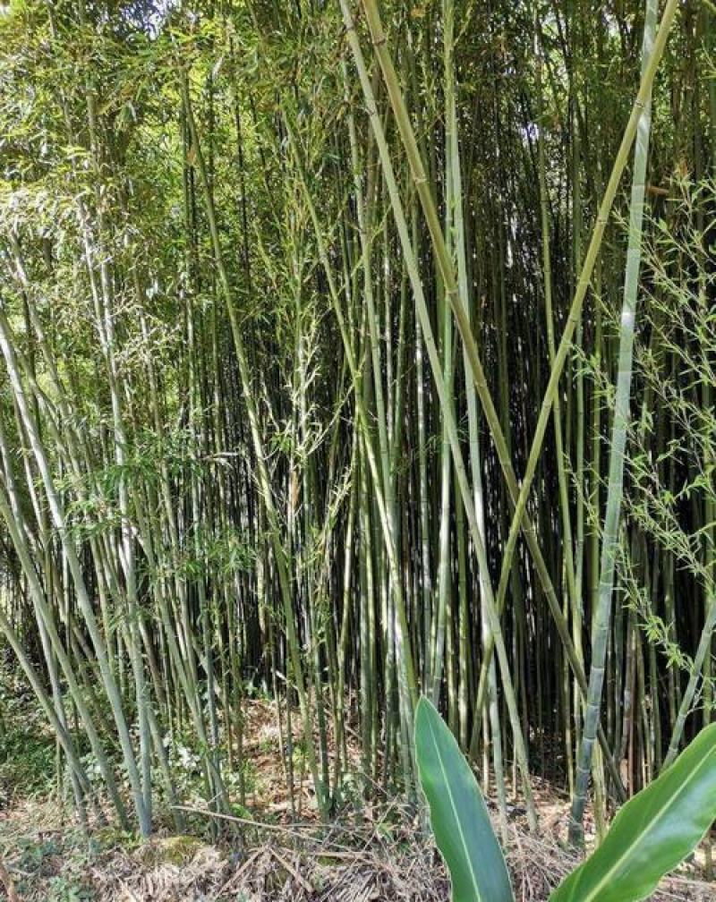 大型毛竹种子青竹苗籽楠竹刚竹种子四季竹子雷竹食用