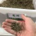 大型毛竹种子青竹苗籽楠竹刚竹种子四季竹子雷竹食用