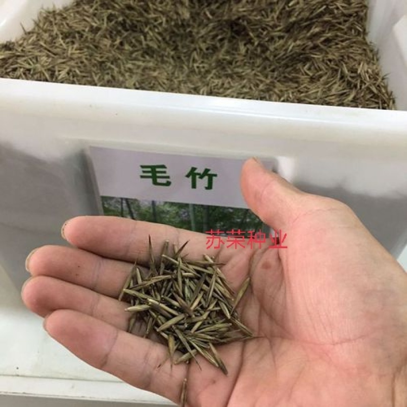 大型毛竹种子青竹苗籽楠竹刚竹种子四季竹子雷竹食用
