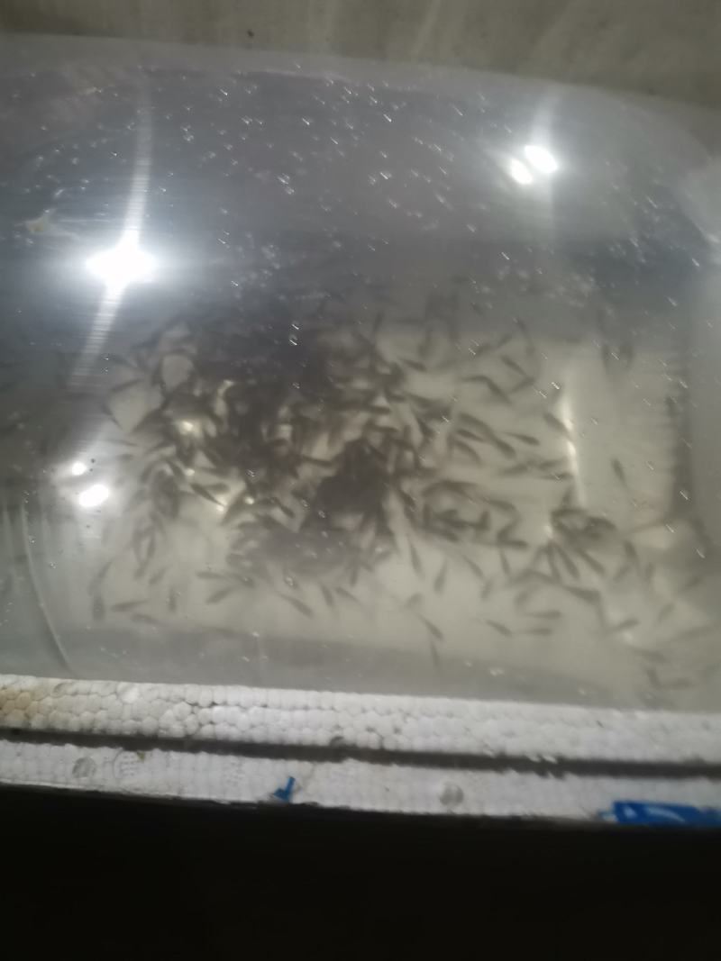 土鲮鱼苗，鲮鱼苗，淡水鱼苗批发包邮包活优质鱼