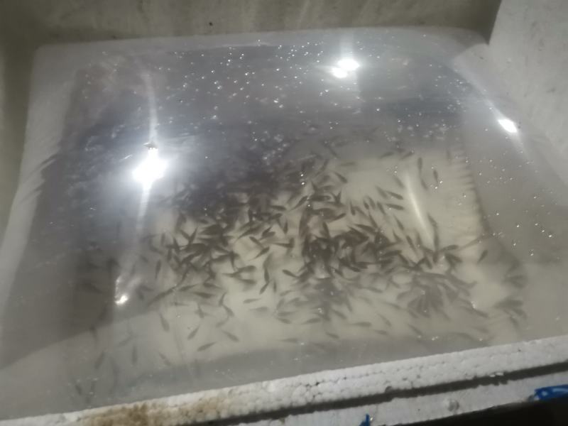 土鲮鱼苗，鲮鱼苗，淡水鱼苗批发包邮包活优质鱼