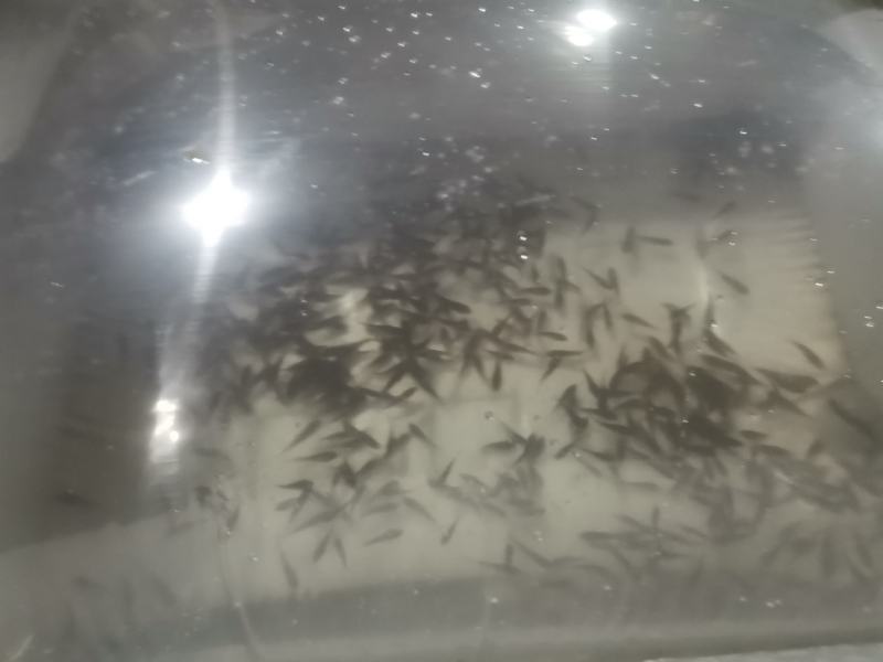 土鲮鱼苗，鲮鱼苗，淡水鱼苗批发包邮包活优质鱼
