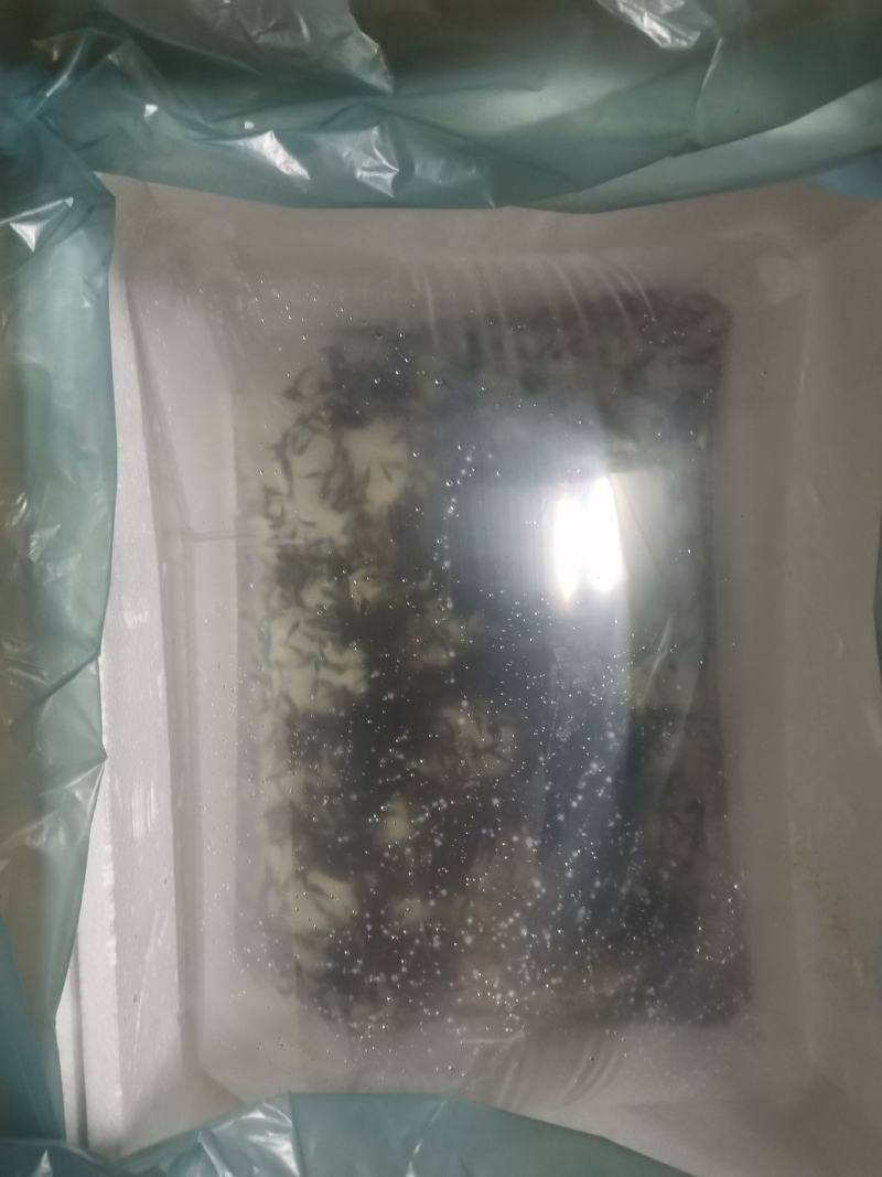 土鲮鱼苗，鲮鱼苗，淡水鱼苗批发包邮包活优质鱼