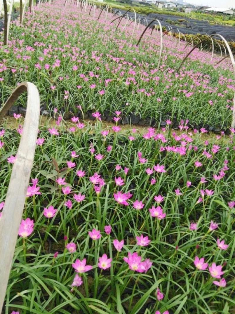 风雨兰种球清香型四季开花重瓣庭院阳台盆栽花卉植物好养易活