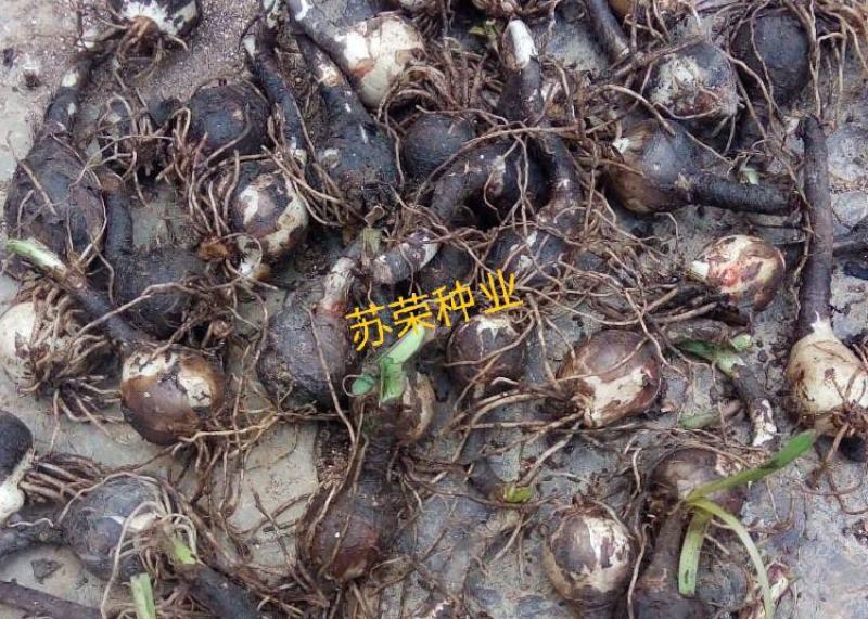 风雨兰种球清香型四季开花重瓣庭院阳台盆栽花卉植物好养易活
