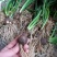 风雨兰种球清香型四季开花重瓣庭院阳台盆栽花卉植物好养易活