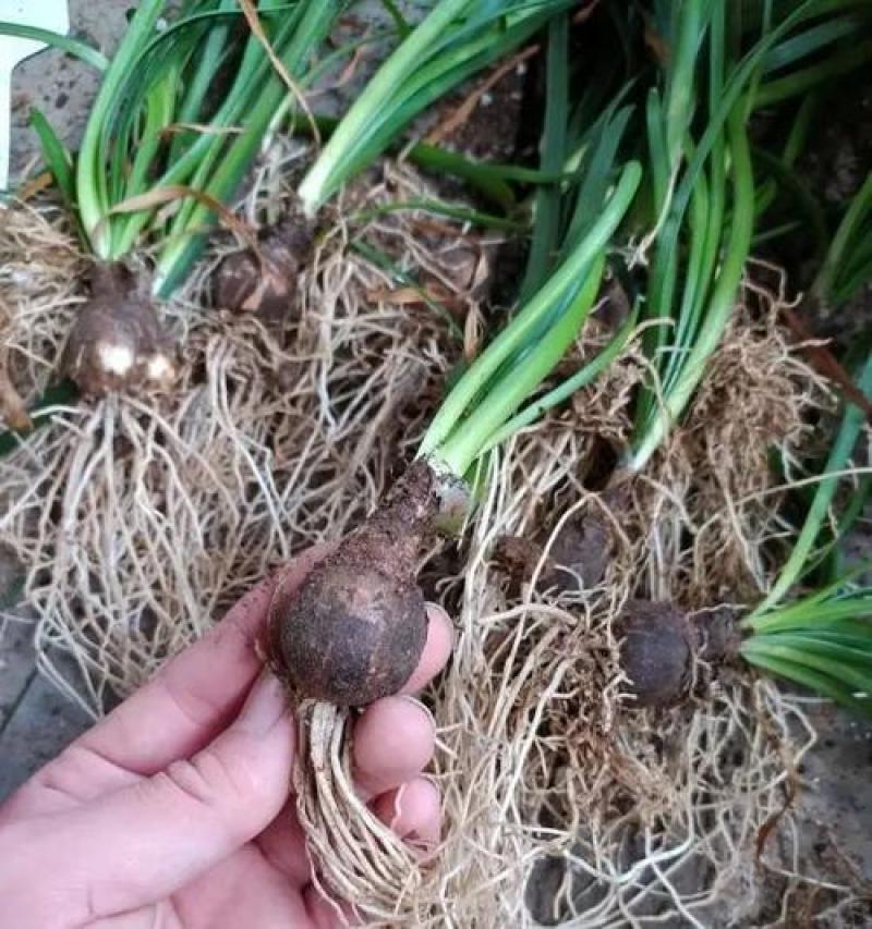 风雨兰种球清香型四季开花重瓣庭院阳台盆栽花卉植物好养易活