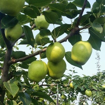 山东滨洲酥梨阳信县河流镇徐大村