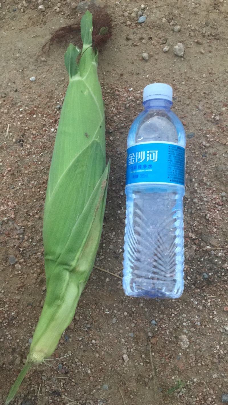 鲜黄玉米大量出售，颗粒饱满，嫩度口感好。